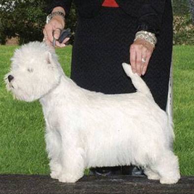 Starlight westies sale